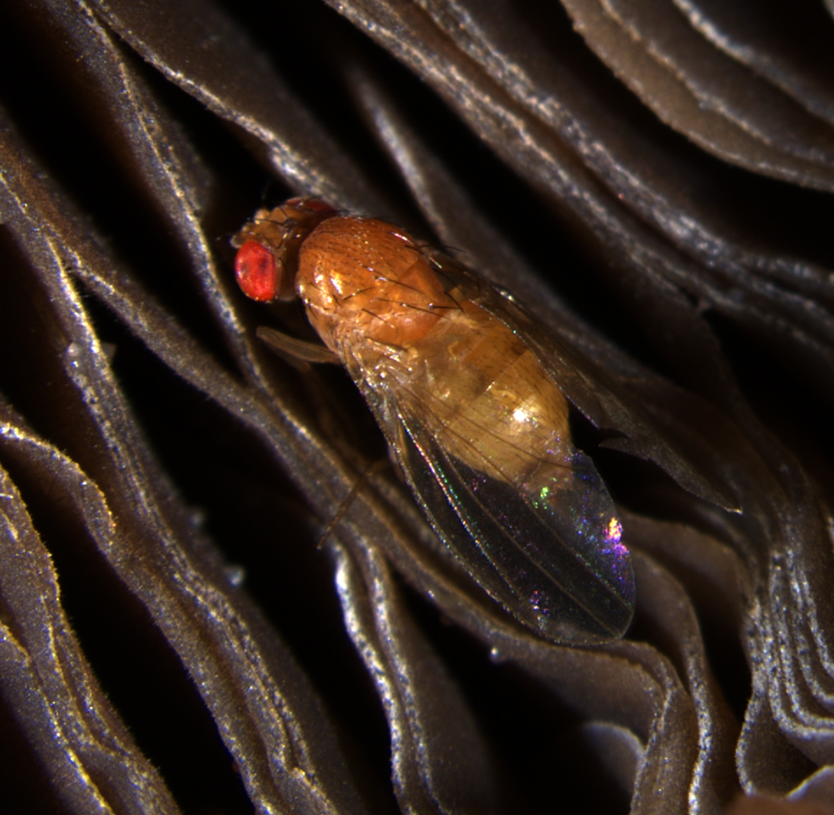 Drosophila neotestacea