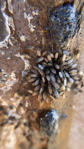 Drosophila nigrospiracula