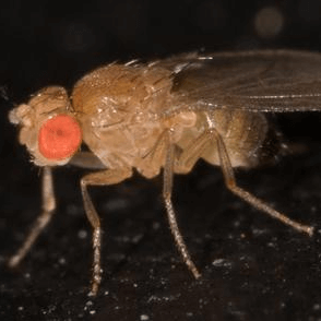 Drosophila simulans