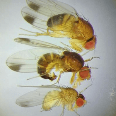 Drosophila suzukii