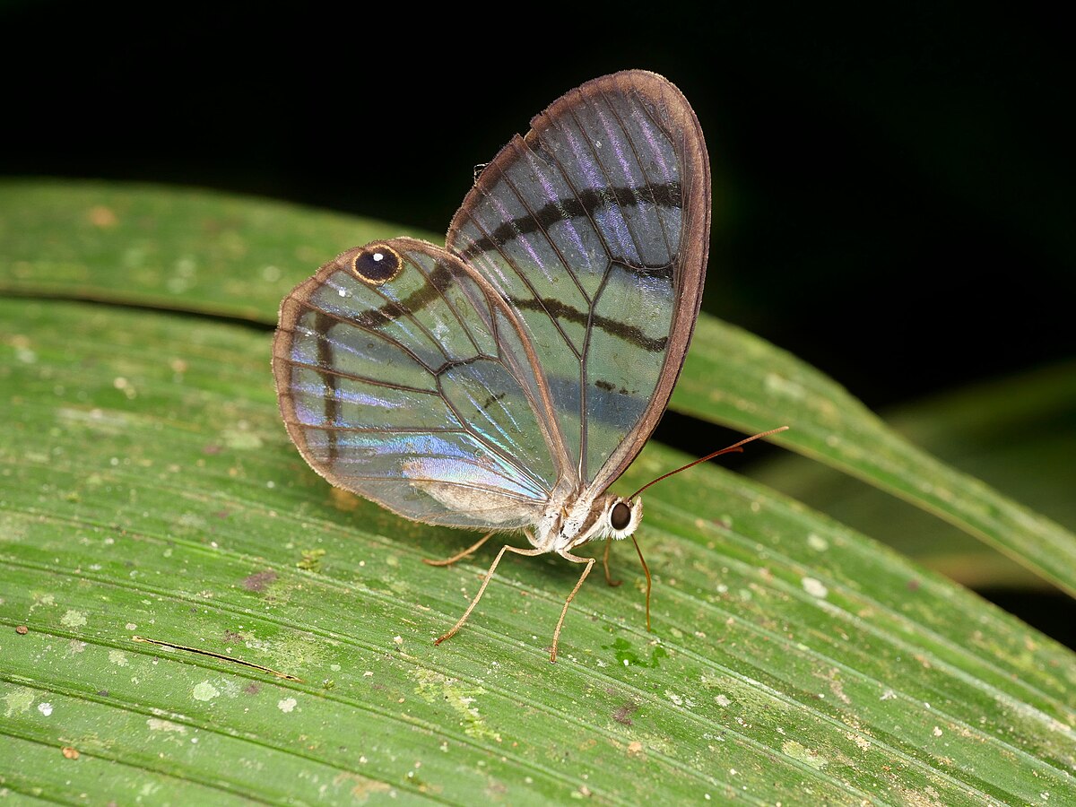 Dulcedo polita