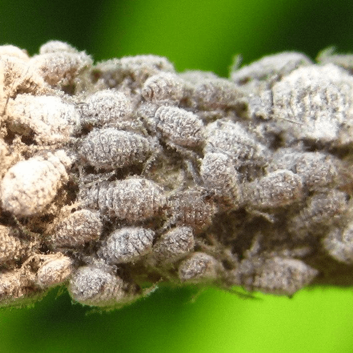 Ericerus pela