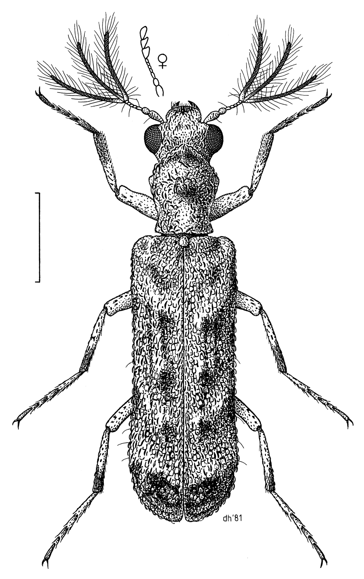Euderia squamosa