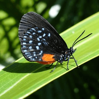 Eumaeus atala