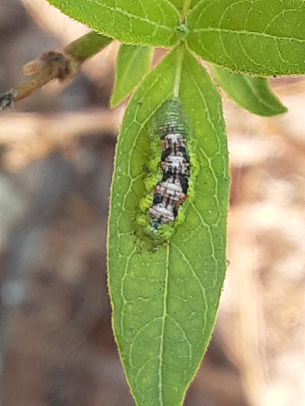 Eupeodes pomus