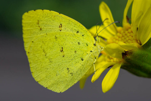 Eurema mandarina