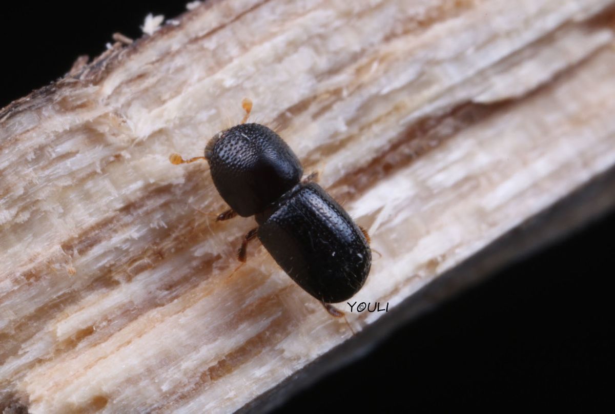 Euwallacea fornicatus