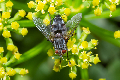 Exorista sorbillans