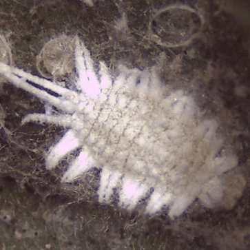 Ferrisia virgata
