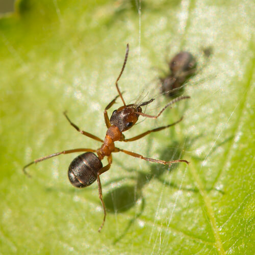 Formica exsecta