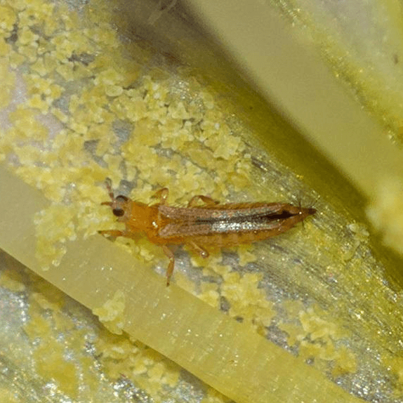 Frankliniella occidentalis