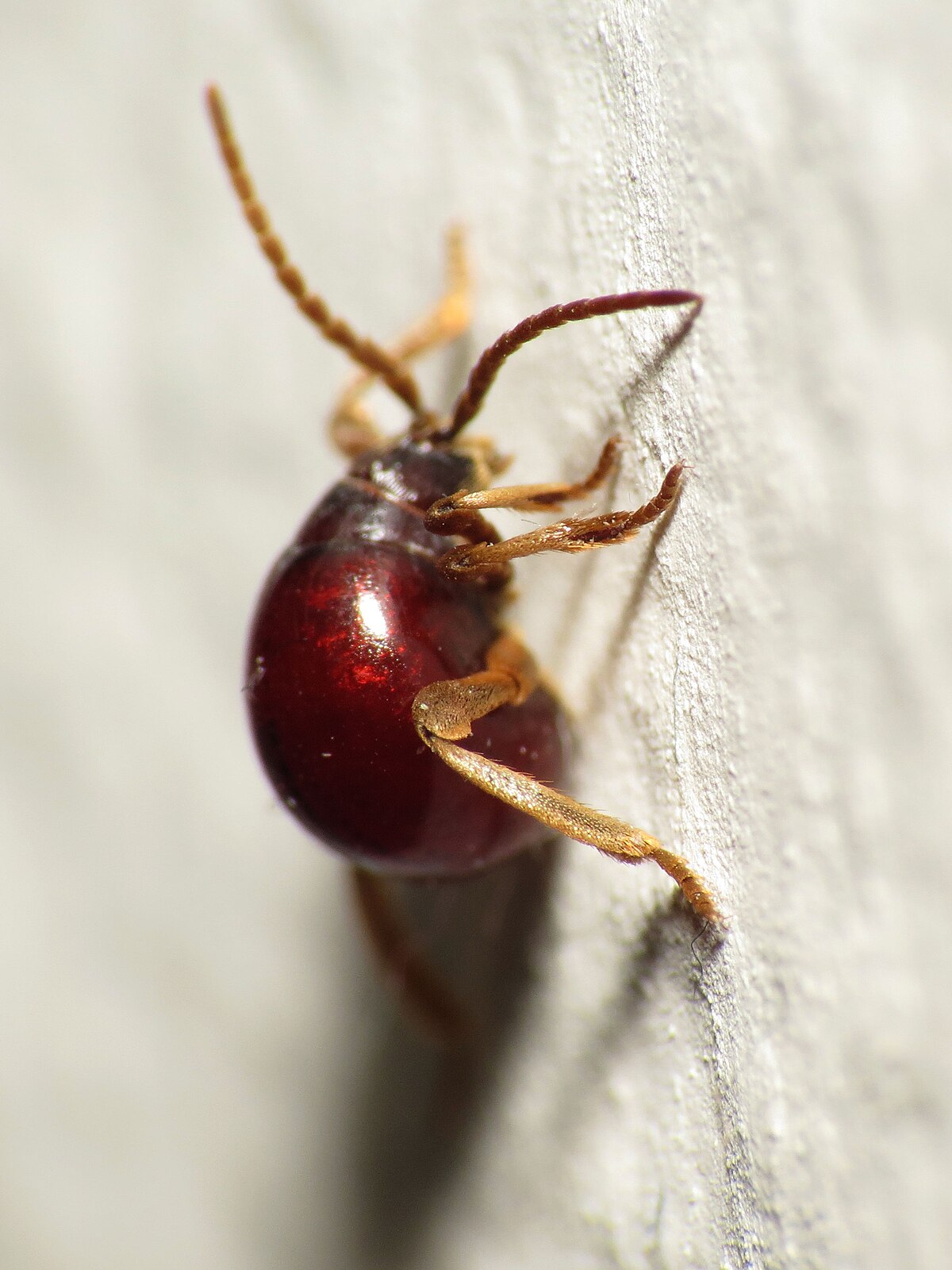 Gibbium aequinoctiale