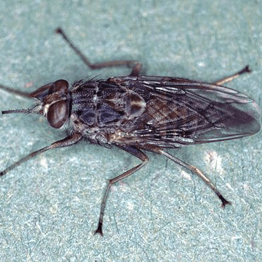Glossina morsitans
