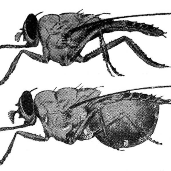 Glossina palpalis
