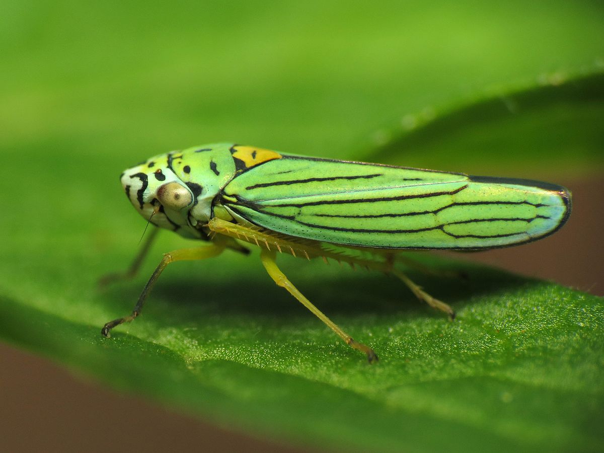 Graphocephala atropunctata