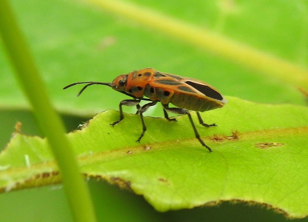 Graptostethus servus