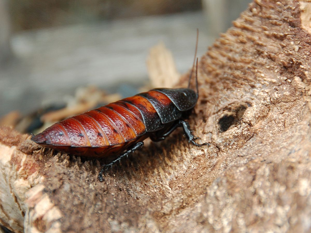 Gromphadorhina portentosa
