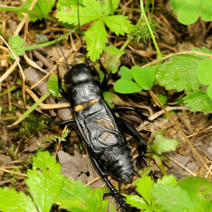 Gryllus bimaculatus