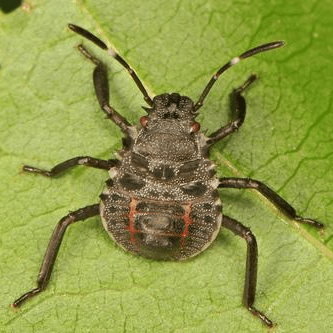 Halyomorpha halys