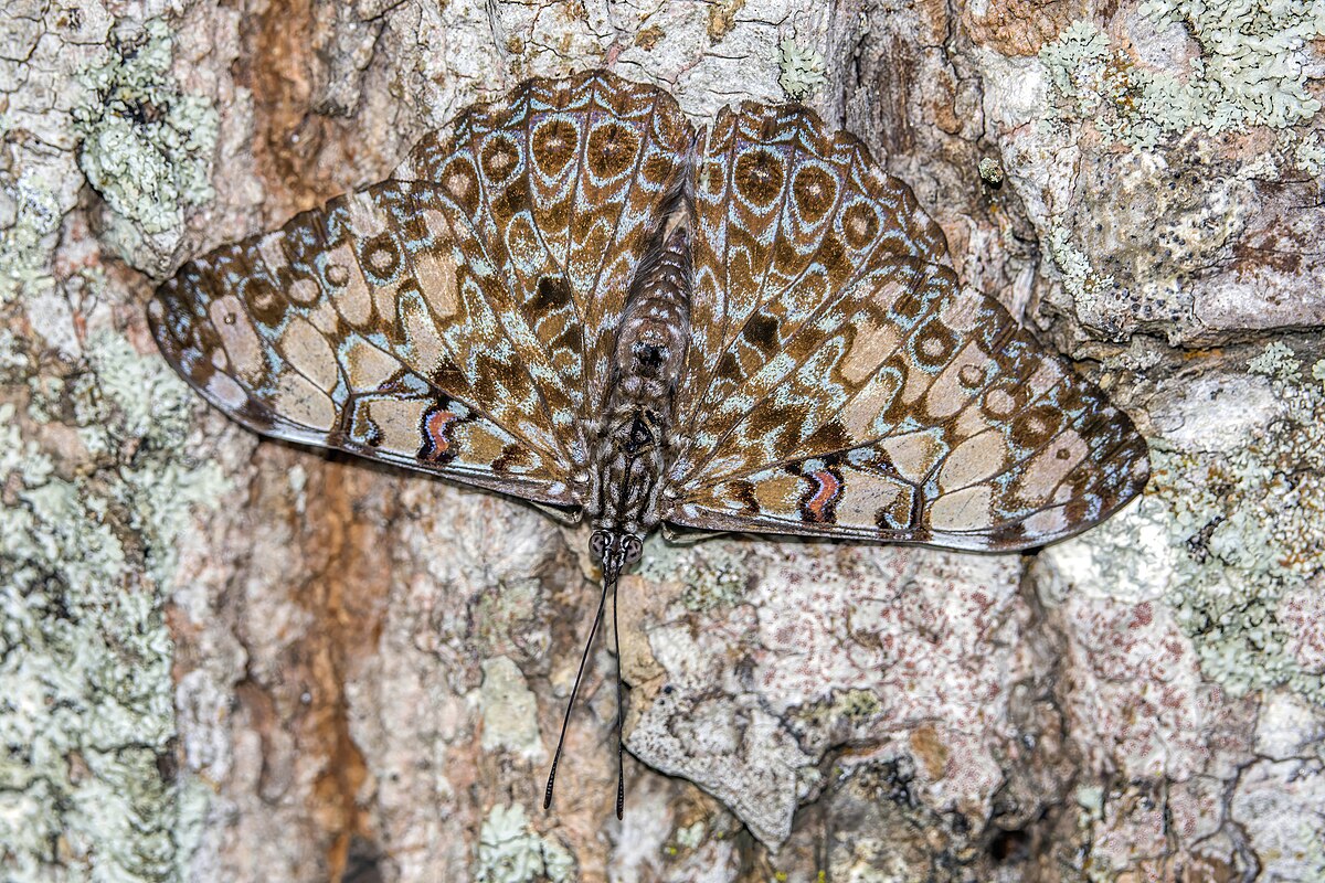 Hamadryas feronia