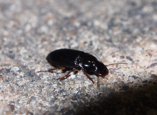 Harpalus sinicus
