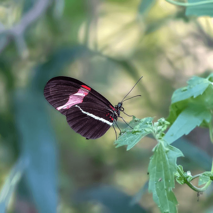 Heliconius erato