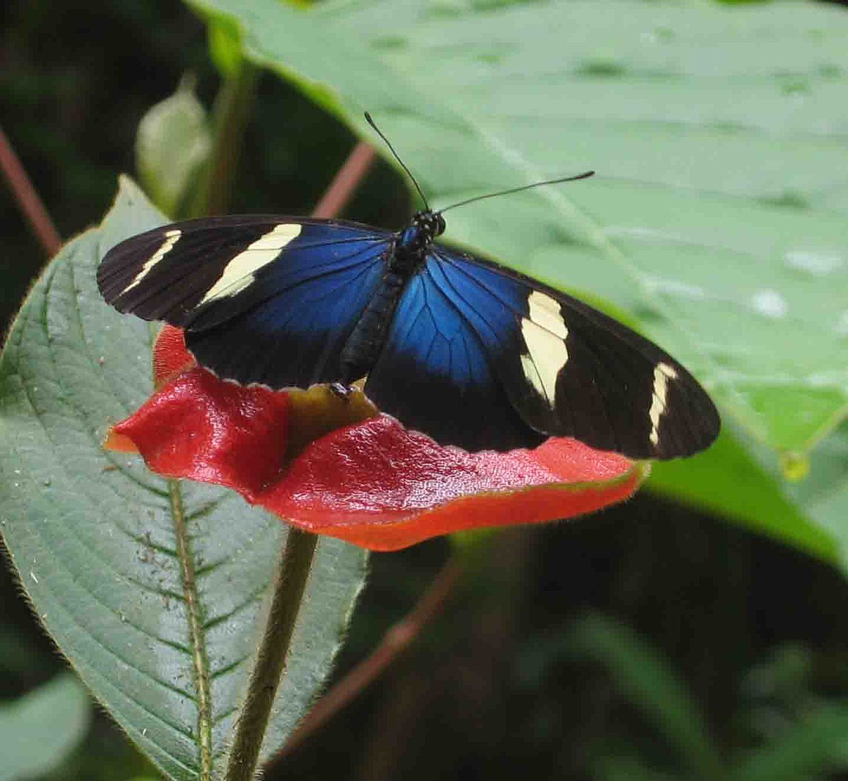 Heliconius sara