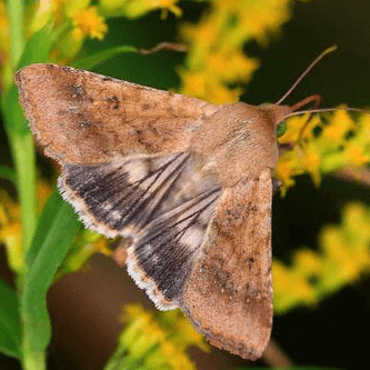 Helicoverpa armigera