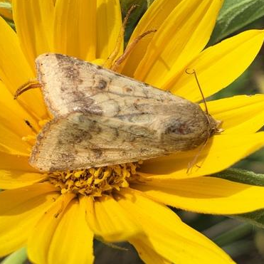 Helicoverpa zea