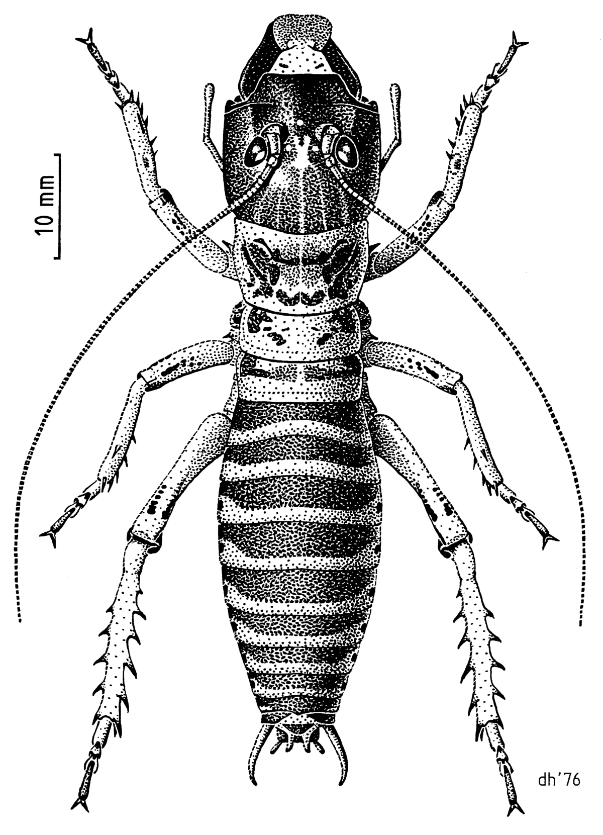 Hemideina maori