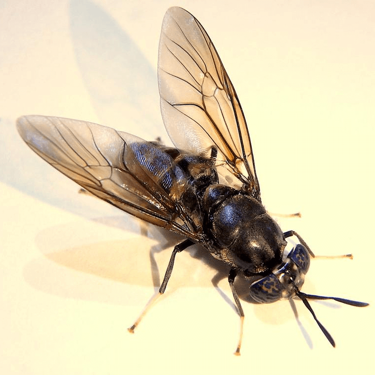 Hermetia illucens