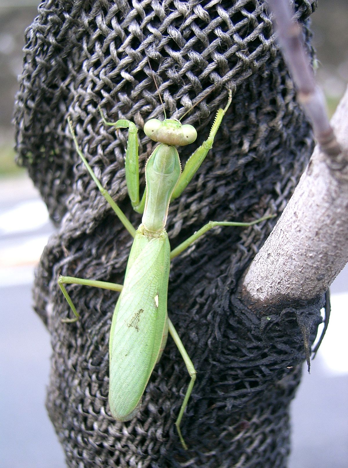 Hierodula patellifera