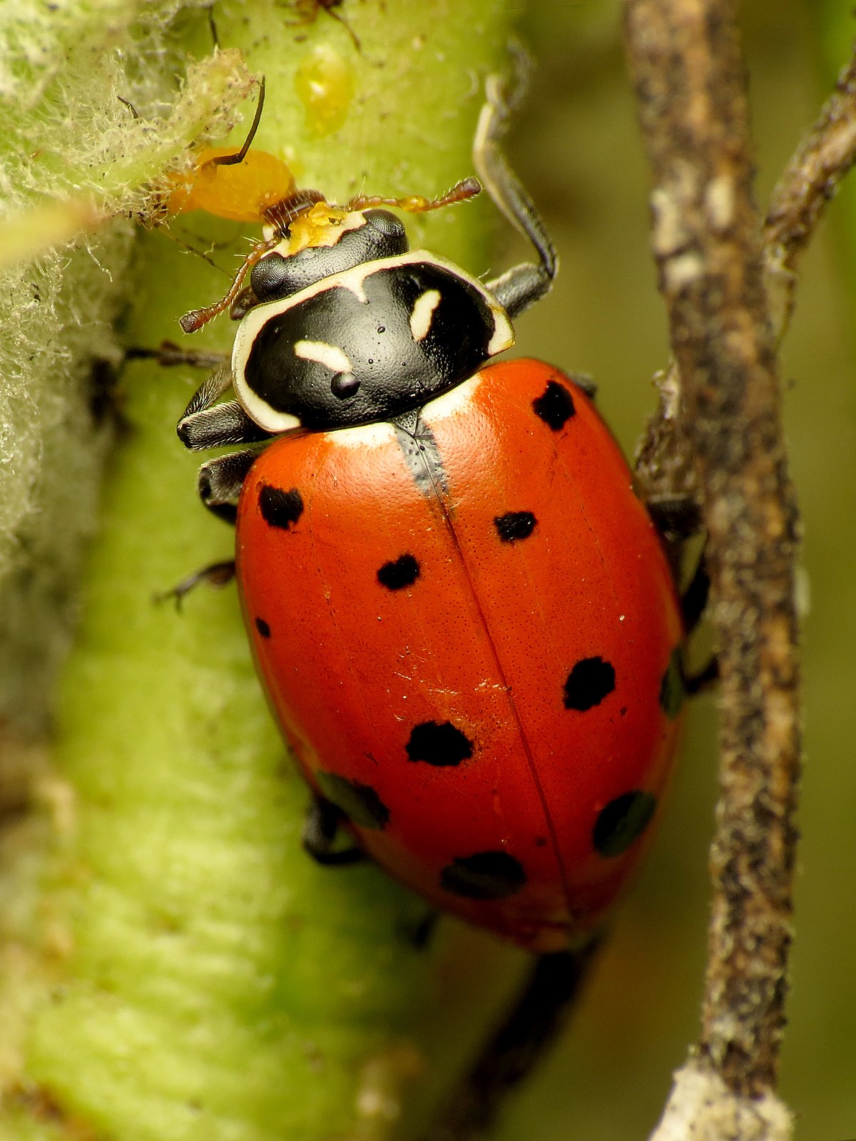 Hippodamia convergens