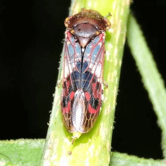 Homalodisca vitripennis