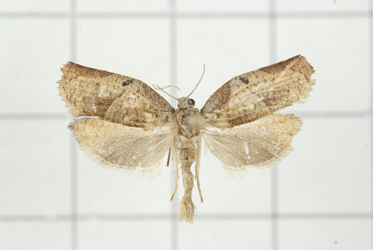 Homona magnanima
