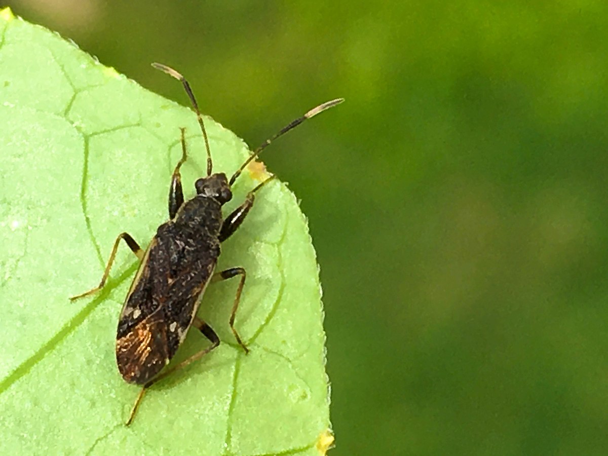 Horridipamera nietneri