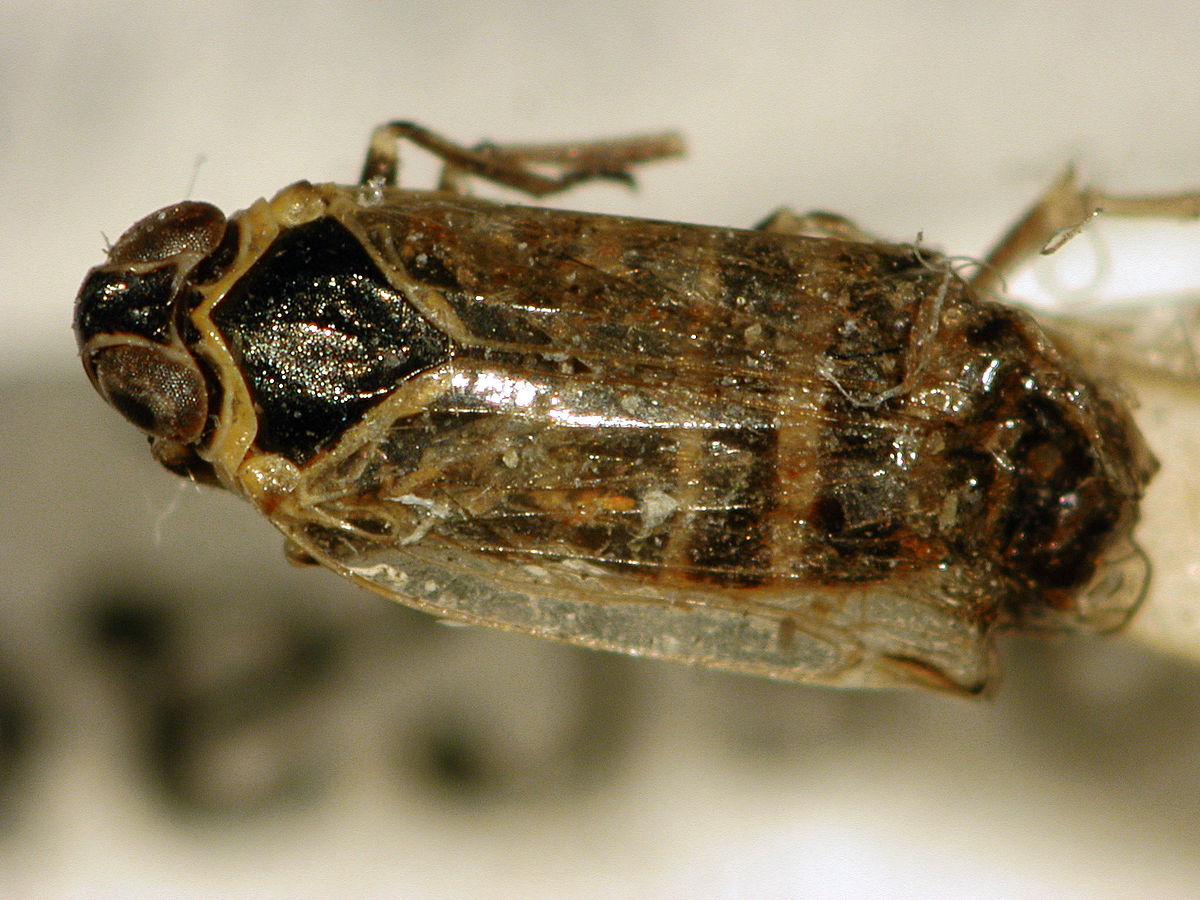 Hyalesthes obsoletus