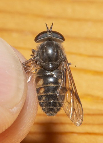 Hybomitra lurida