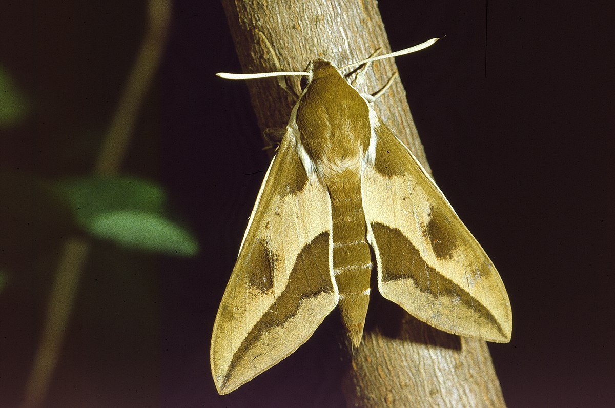Hyles euphorbiae