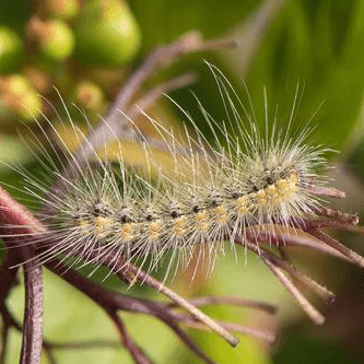 Hyphantria cunea