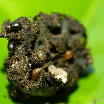 Hypothenemus hampei