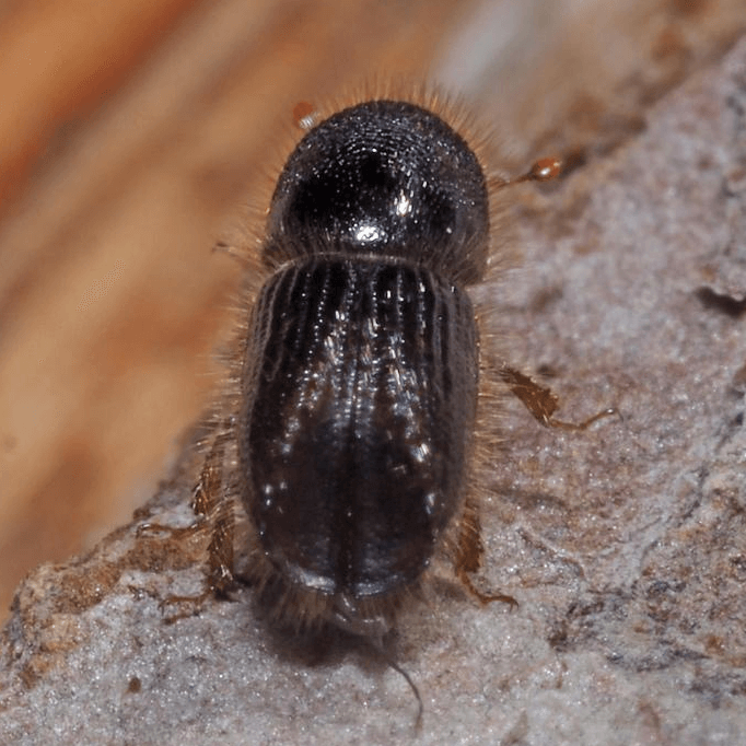 Ips typographus