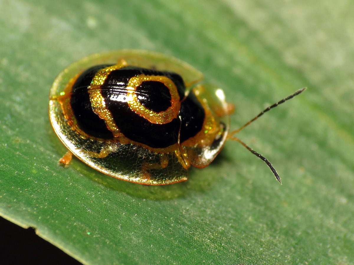 Ischnocodia annulus
