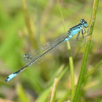 Ischnura elegans