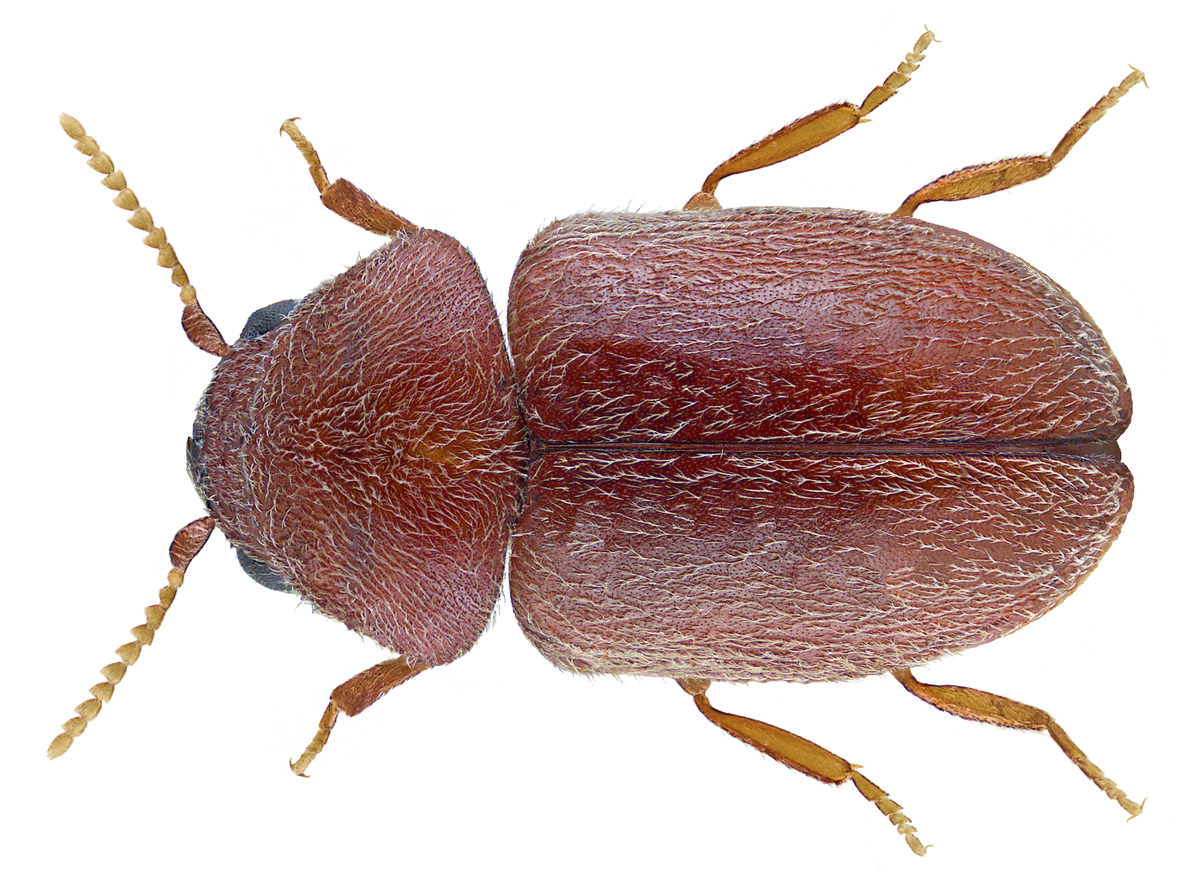 Lasioderma serricorne