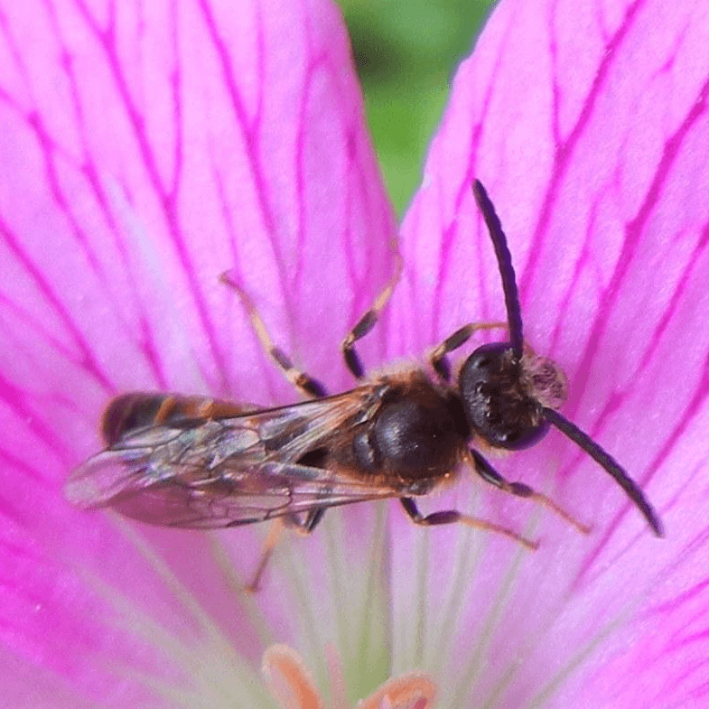 Lasioglossum albipes
