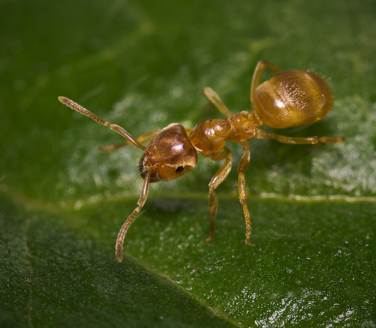 Lasius flavus