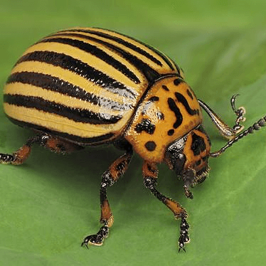 Leptinotarsa decemlineata