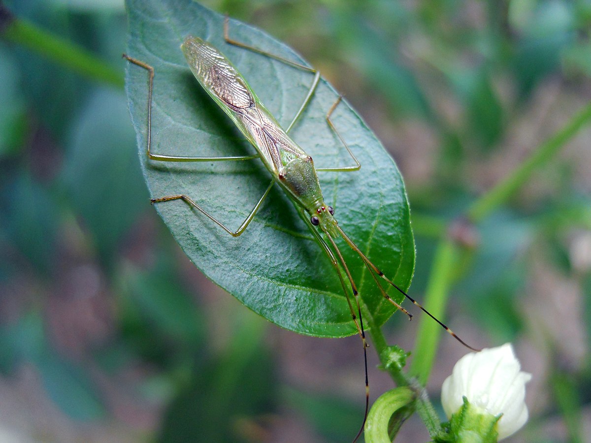 Leptocorisa acuta