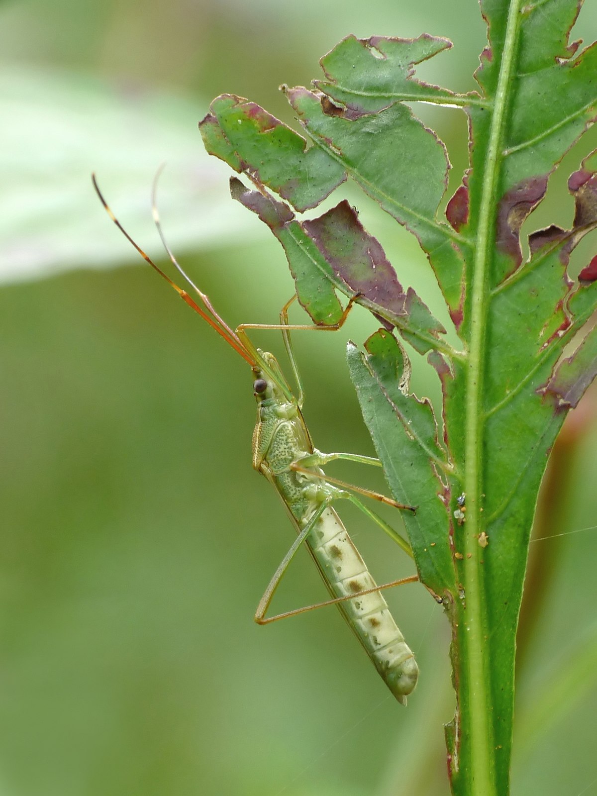 Leptocorisa oratoria